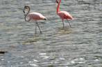 Flamingos se alimentam em lago do Parque Nacional Washington-Slagbai, no norte de Bonaire